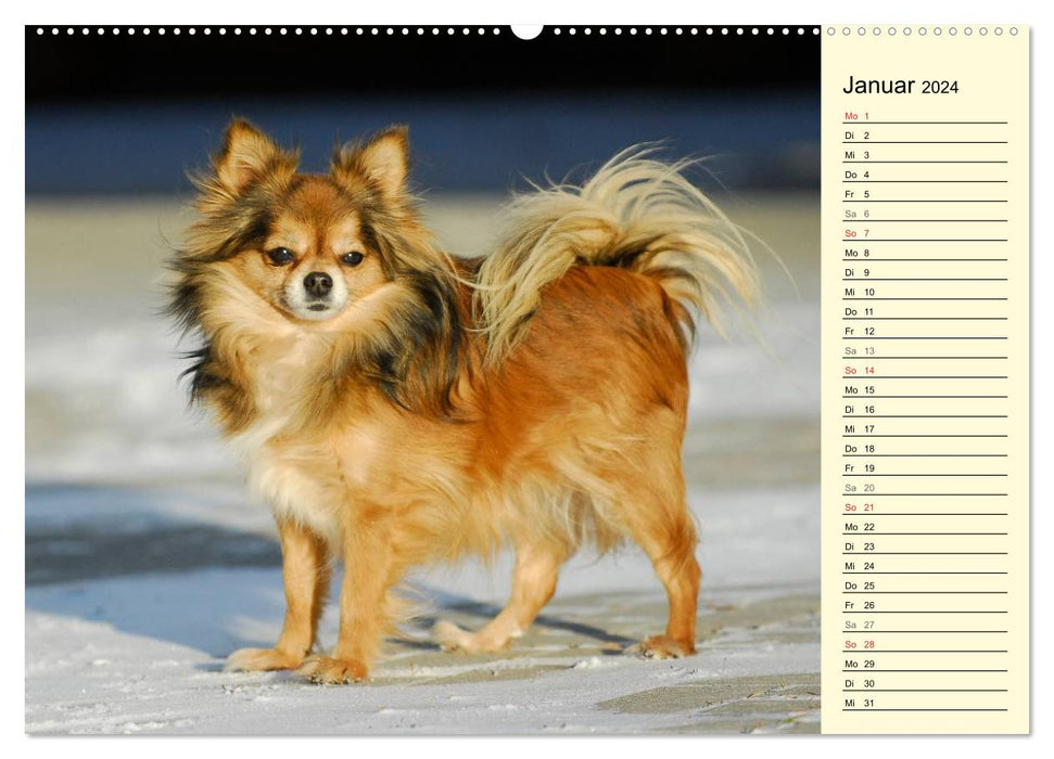 Chihuahua - Kleine Hunde ganz groß (CALVENDO Premium Wandkalender 2024)