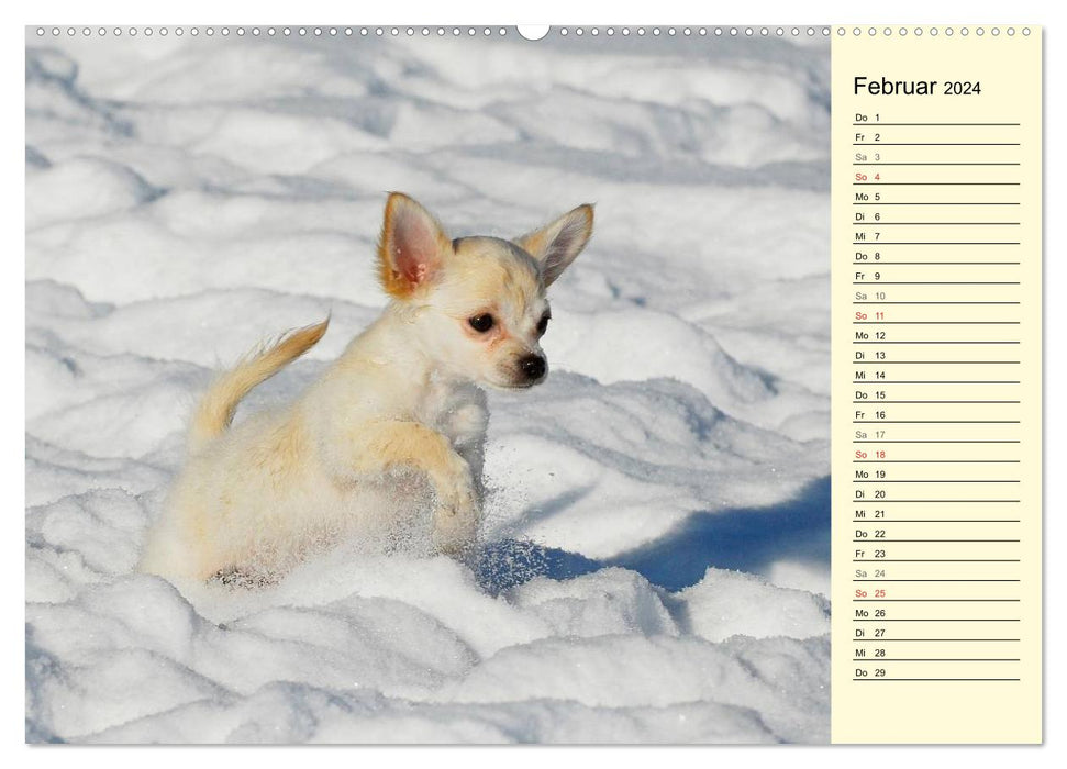 Chihuahua - Kleine Hunde ganz groß (CALVENDO Premium Wandkalender 2024)