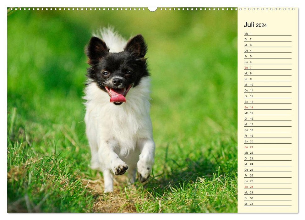 Chihuahua - Kleine Hunde ganz groß (CALVENDO Premium Wandkalender 2024)