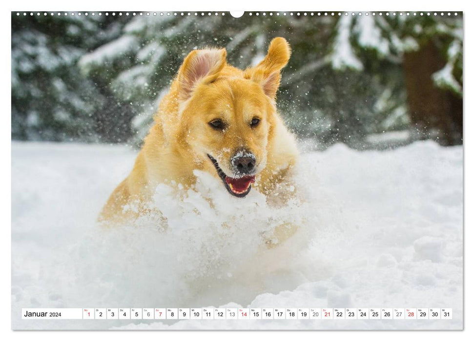 Le bonheur a un nom – Golden Retriever (Calendrier mural CALVENDO Premium 2024) 