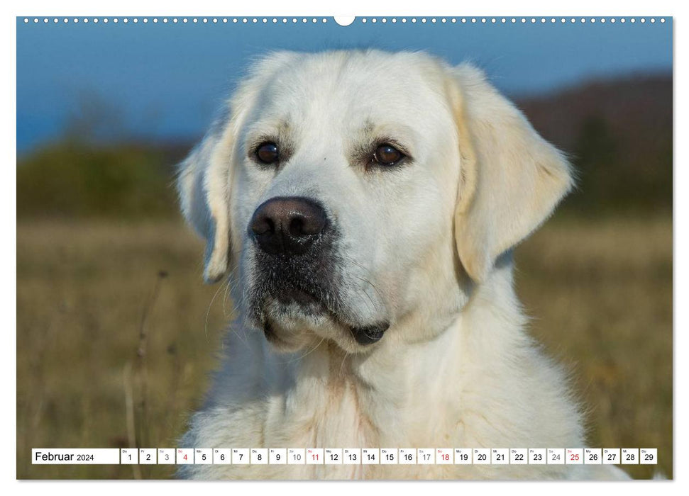 Das Glück hat einen Namen - Golden Retriever (CALVENDO Premium Wandkalender 2024)