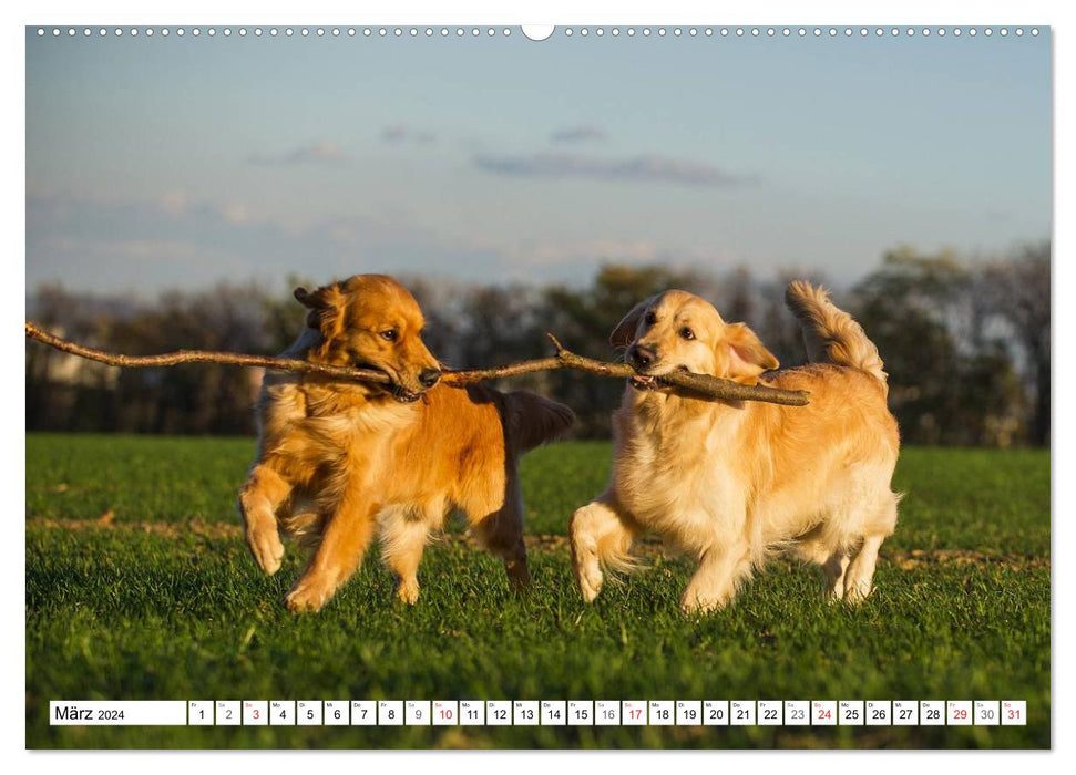 Le bonheur a un nom – Golden Retriever (Calendrier mural CALVENDO Premium 2024) 