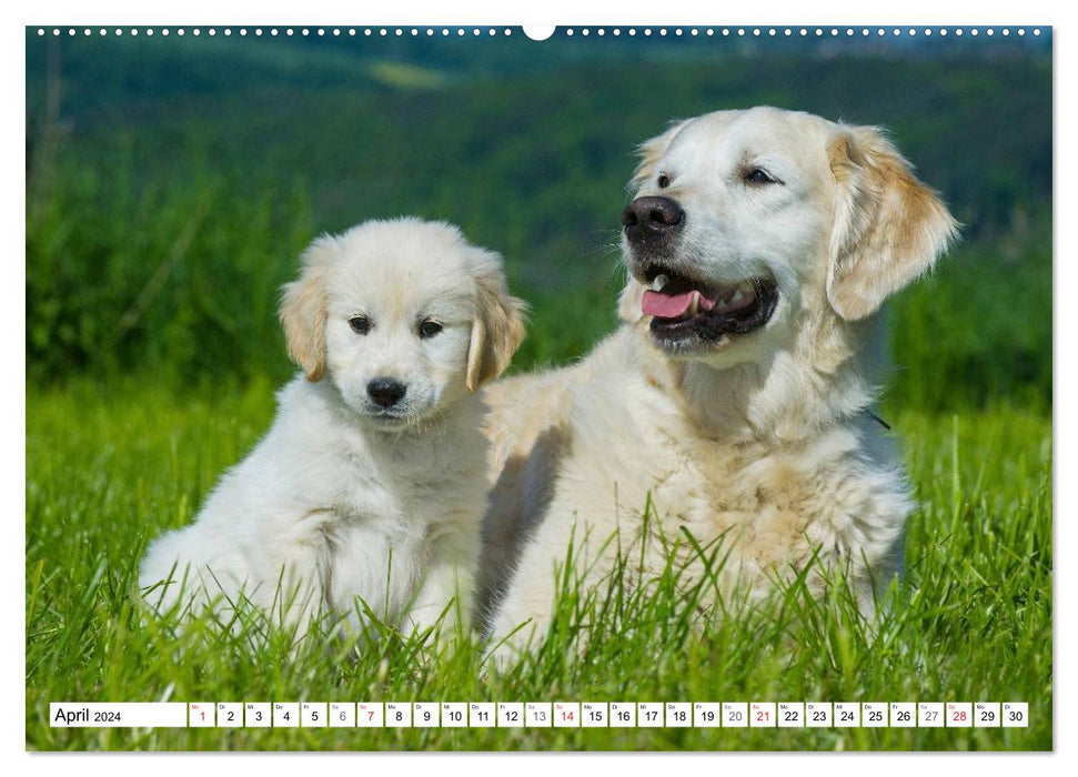 Le bonheur a un nom – Golden Retriever (Calendrier mural CALVENDO Premium 2024) 