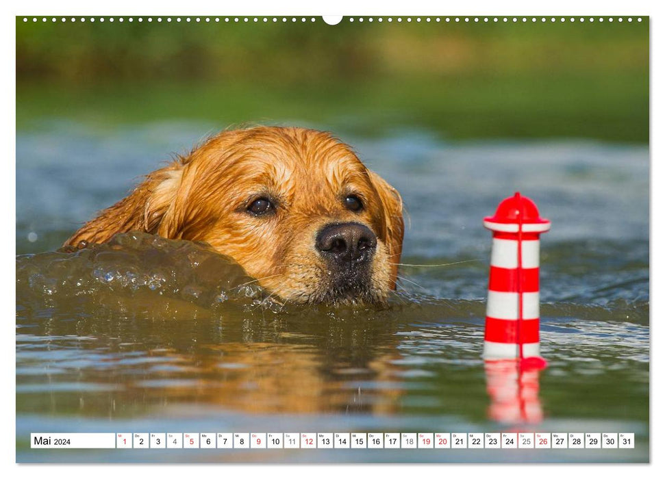 Le bonheur a un nom – Golden Retriever (Calendrier mural CALVENDO Premium 2024) 