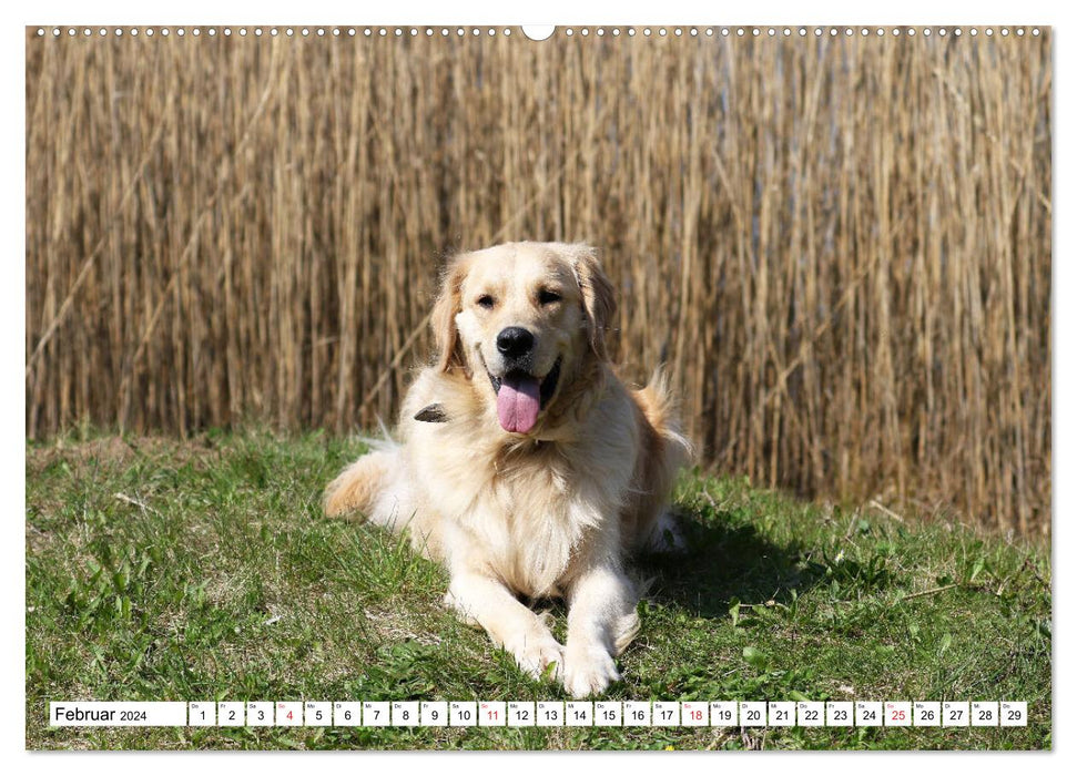 Golden Retriever ein treuer Begleiter (CALVENDO Premium Wandkalender 2024)