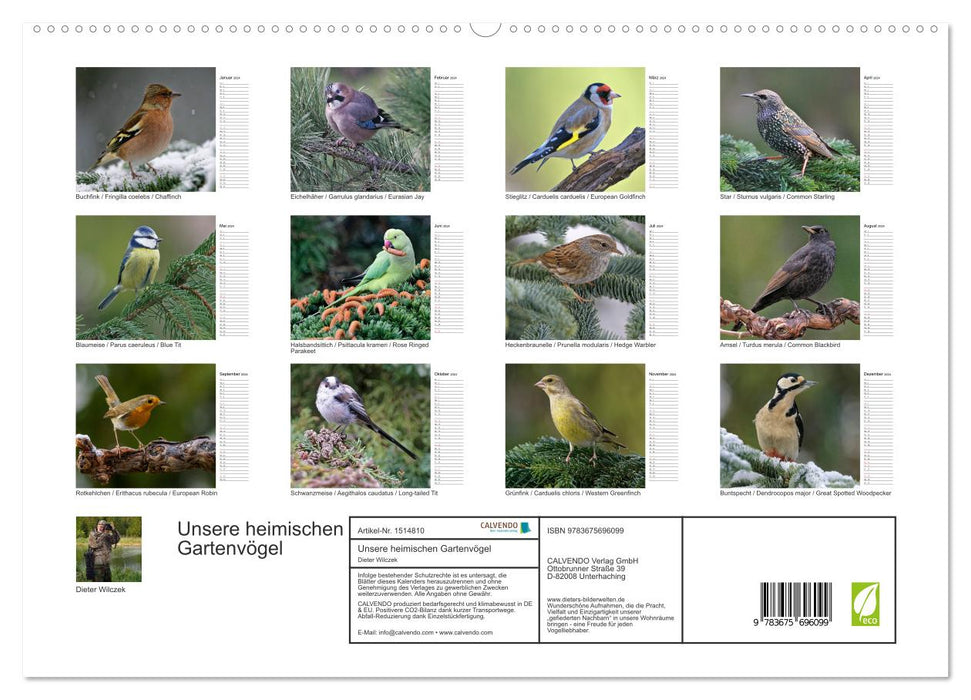 Nos oiseaux de jardin locaux (Calendrier mural CALVENDO Premium 2024) 