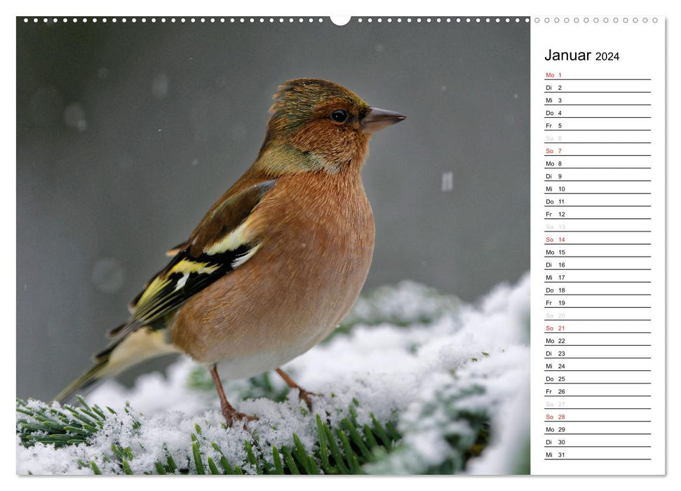 Nos oiseaux de jardin locaux (Calendrier mural CALVENDO Premium 2024) 