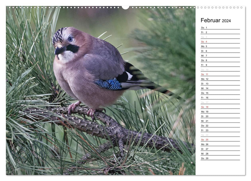 Unsere heimischen Gartenvögel (CALVENDO Premium Wandkalender 2024)