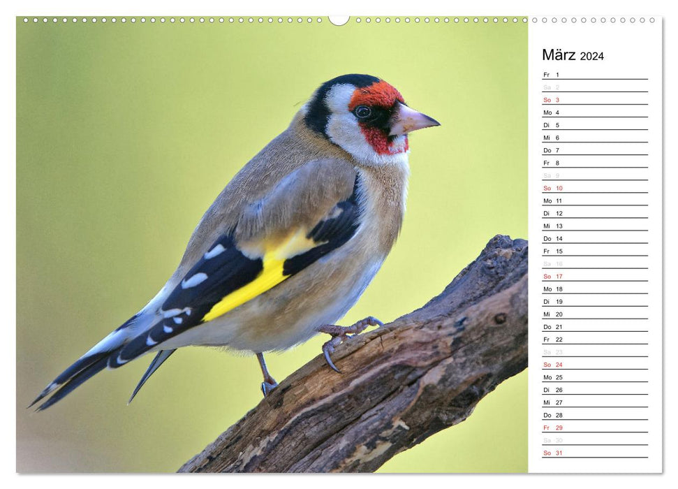 Nos oiseaux de jardin locaux (Calendrier mural CALVENDO Premium 2024) 