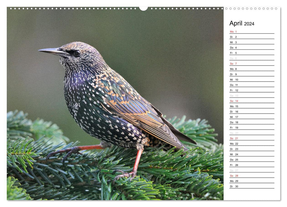 Unsere heimischen Gartenvögel (CALVENDO Premium Wandkalender 2024)