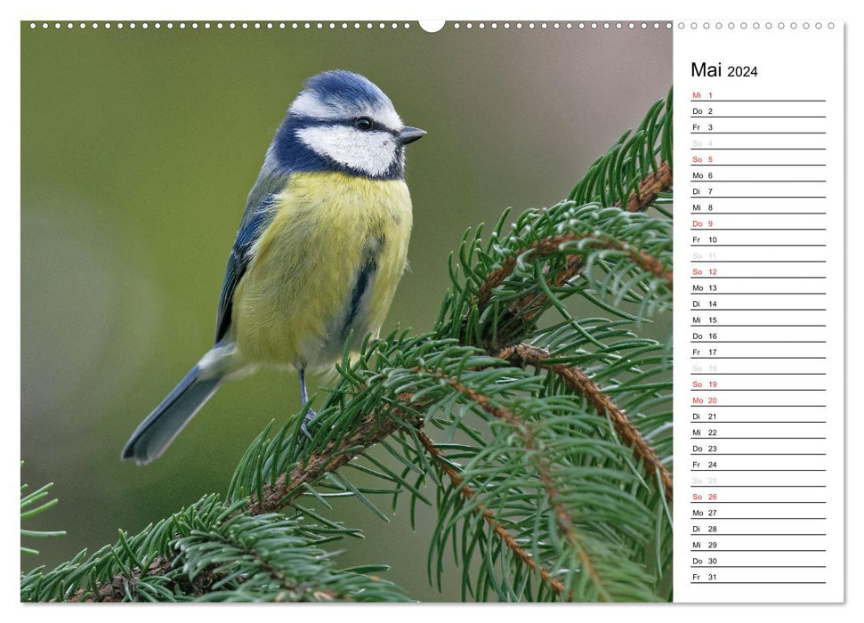 Nos oiseaux de jardin locaux (Calendrier mural CALVENDO Premium 2024) 