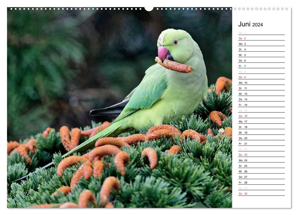 Nos oiseaux de jardin locaux (Calendrier mural CALVENDO Premium 2024) 