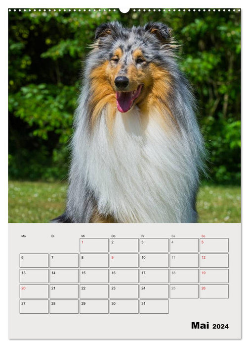 Collies - amis pour la vie (Calendrier mural CALVENDO Premium 2024) 