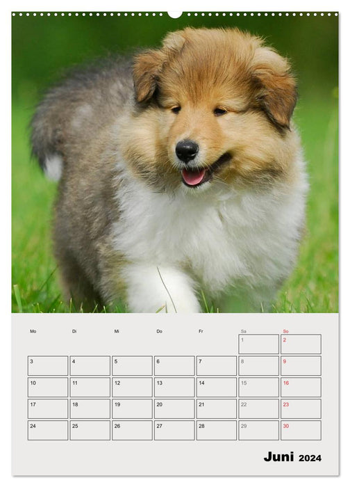 Collies - amis pour la vie (Calendrier mural CALVENDO Premium 2024) 