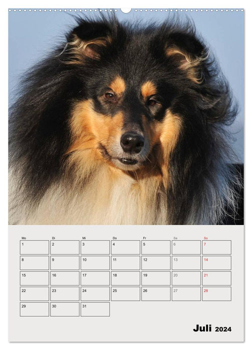 Collies - Freunde für´s Leben (CALVENDO Premium Wandkalender 2024)