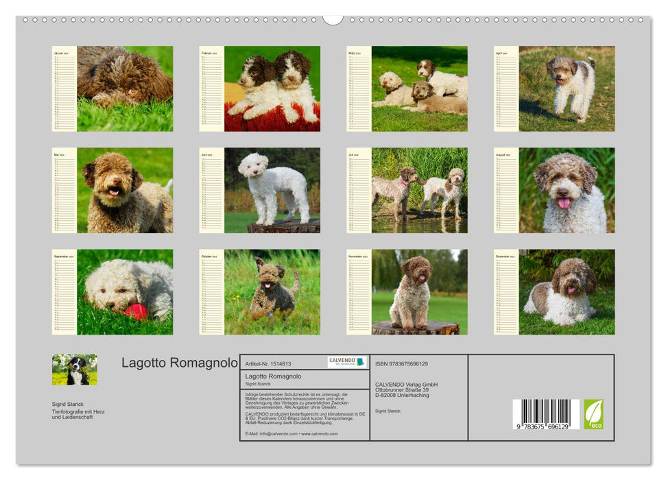 Lagotto Romagnolo – Chien truffier italien (Calvendo Premium Calendrier mural 2024) 