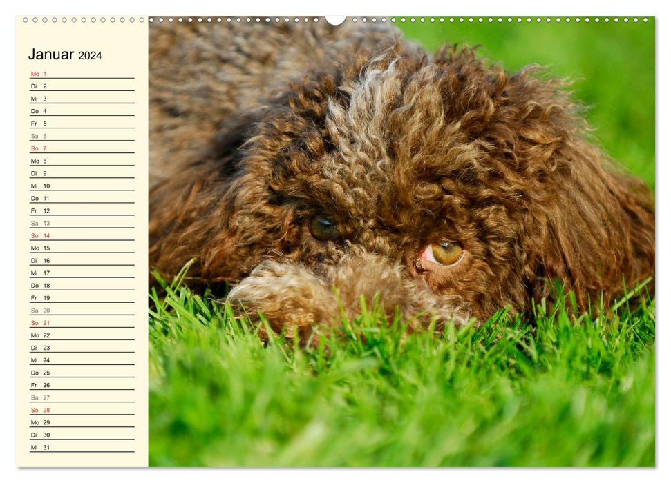 Lagotto Romagnolo – Chien truffier italien (Calvendo Premium Calendrier mural 2024) 