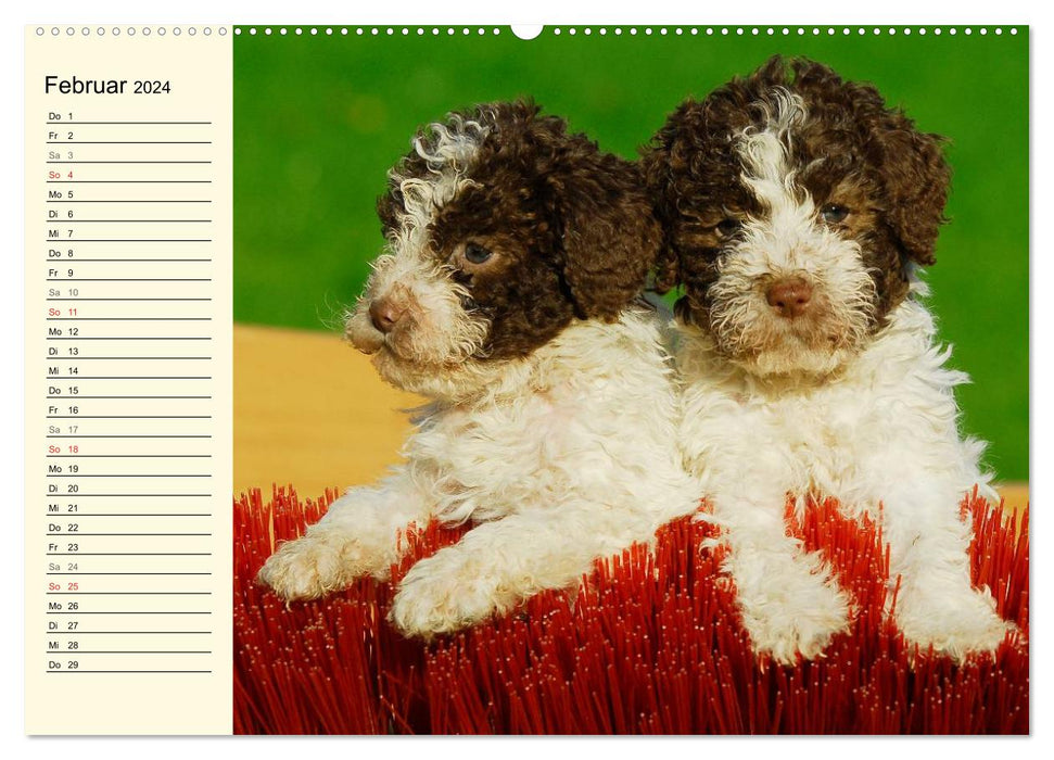 Lagotto Romagnolo – Chien truffier italien (Calvendo Premium Calendrier mural 2024) 