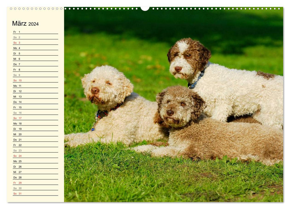 Lagotto Romagnolo – Chien truffier italien (Calvendo Premium Calendrier mural 2024) 