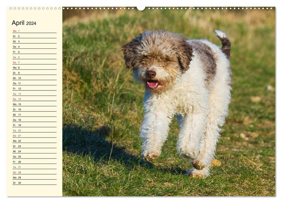 Lagotto Romagnolo – Chien truffier italien (Calvendo Premium Calendrier mural 2024) 