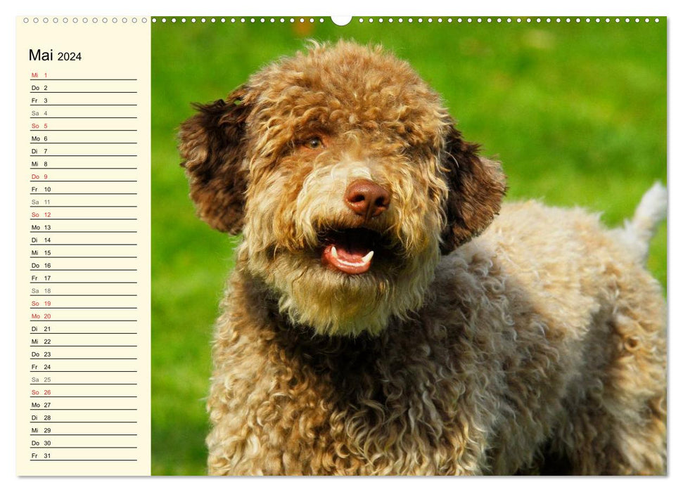 Lagotto Romagnolo – Chien truffier italien (Calvendo Premium Calendrier mural 2024) 