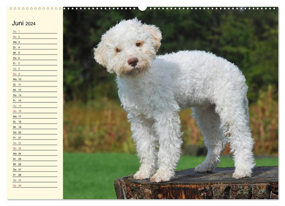 Lagotto Romagnolo – Chien truffier italien (Calvendo Premium Calendrier mural 2024) 