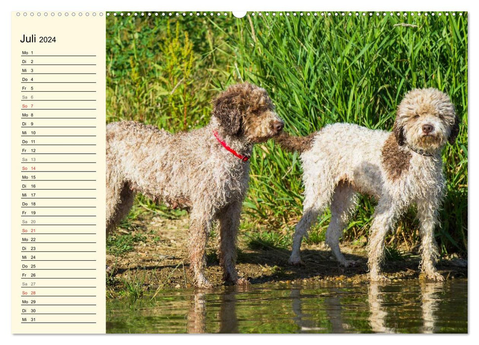 Lagotto Romagnolo – Chien truffier italien (Calvendo Premium Calendrier mural 2024) 