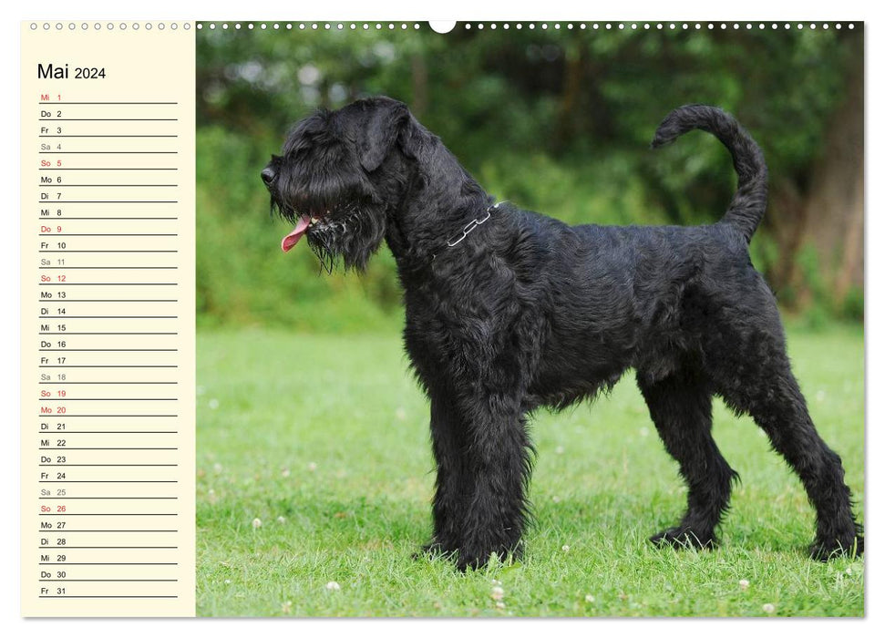 Ami fidèle Schnauzer géant (Calvendo Premium Wall Calendar 2024) 