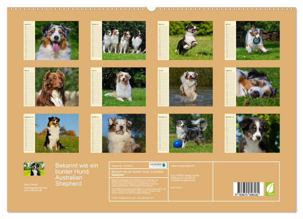 Bekannt wie ein bunter Hund. Australian Shepherd (CALVENDO Premium Wandkalender 2024)