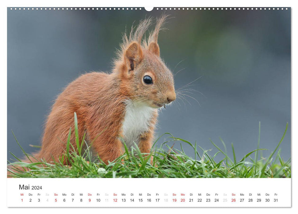 Eichhörnchen Kinder (CALVENDO Premium Wandkalender 2024)