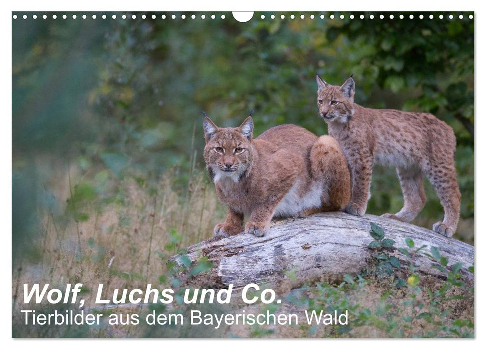 Wolf, Luchs und Co. - Tierbilder aus dem Bayerischen Wald (CALVENDO Wandkalender 2024)