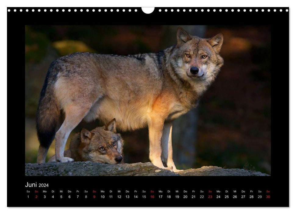 Wolf, Luchs und Co. - Tierbilder aus dem Bayerischen Wald (CALVENDO Wandkalender 2024)