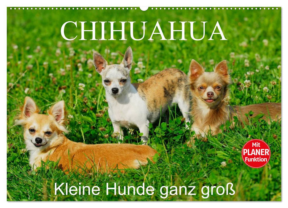 Chihuahua - Petits chiens vraiment grands (Calendrier mural CALVENDO 2024) 