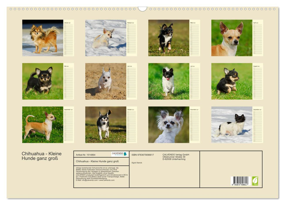 Chihuahua - Kleine Hunde ganz groß (CALVENDO Wandkalender 2024)