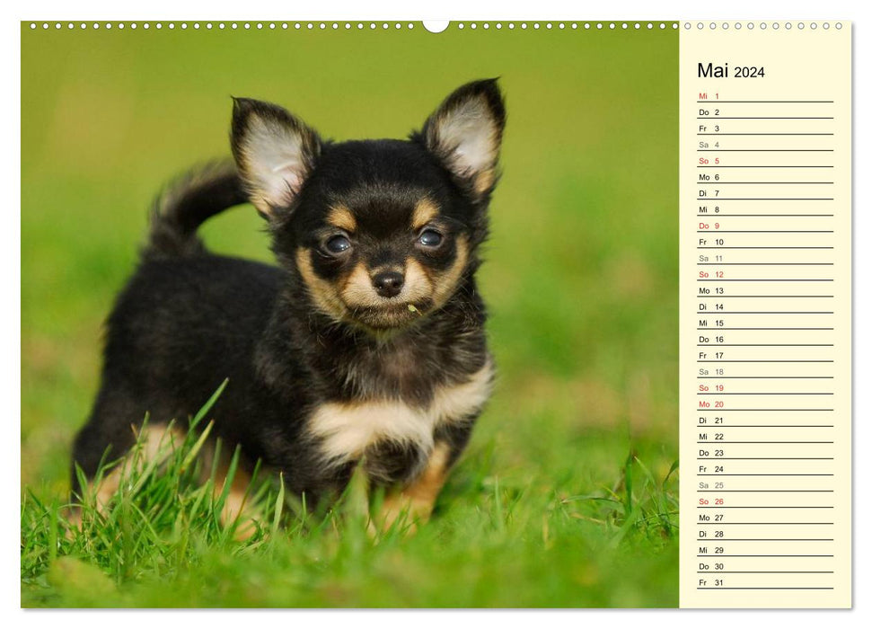 Chihuahua - Kleine Hunde ganz groß (CALVENDO Wandkalender 2024)