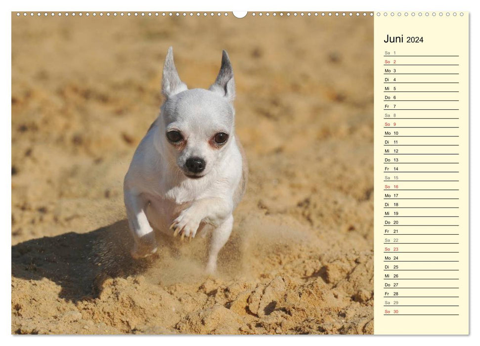 Chihuahua - Kleine Hunde ganz groß (CALVENDO Wandkalender 2024)