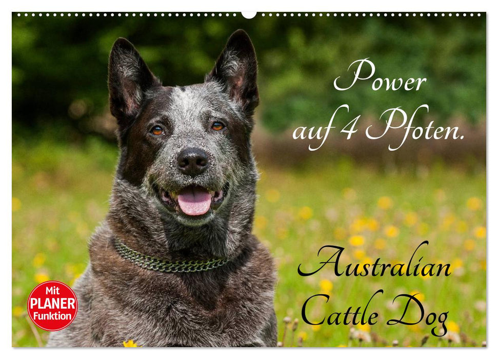 Power auf 4 Pfoten. Australian Cattle Dog (CALVENDO Wandkalender 2024)