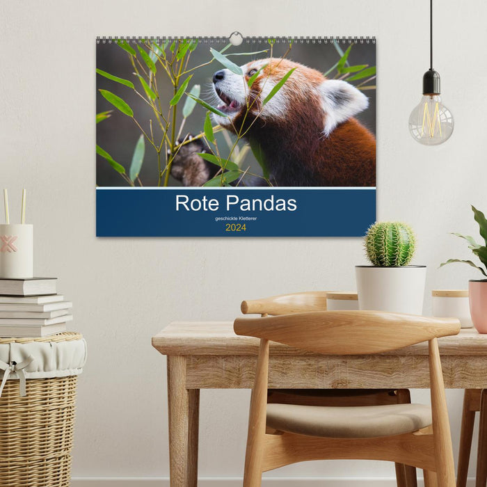 Red pandas - skilled climbers (CALVENDO wall calendar 2024) 