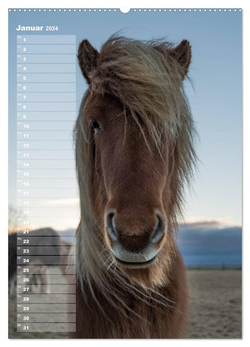 Mein ISLANDPFERDE Planer - Geburtstage, Hof-Feste, Turniere (CALVENDO Wandkalender 2024)