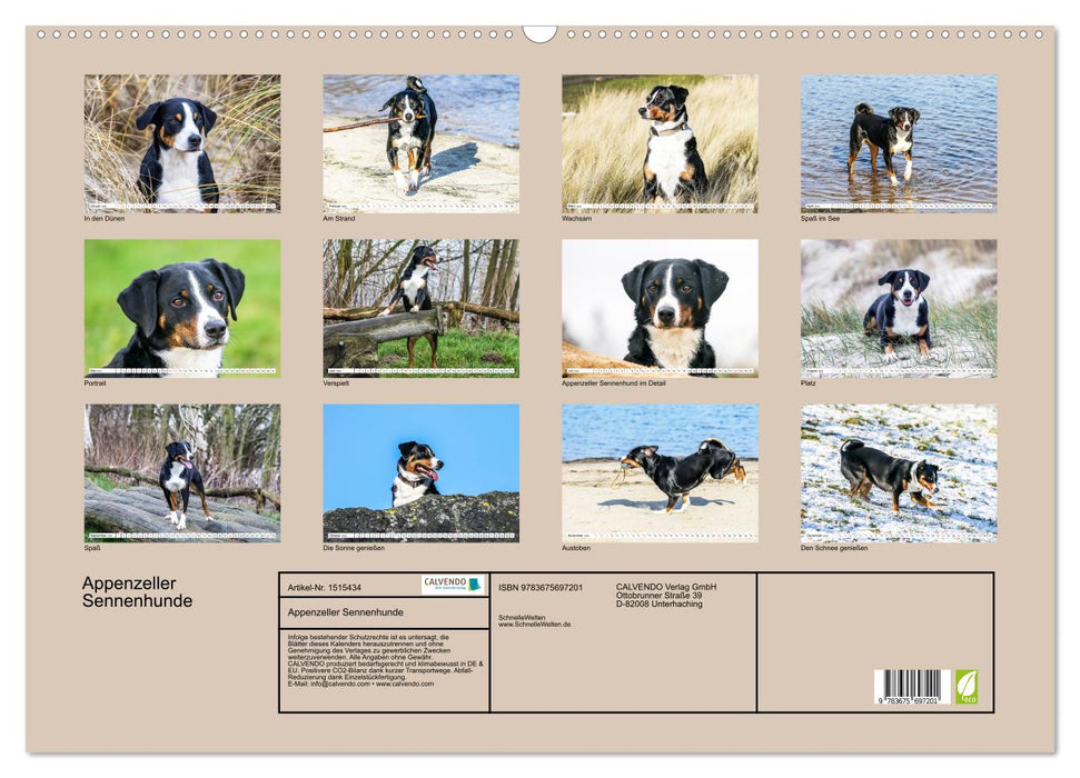 Appenzeller Sennenhunde (CALVENDO Wandkalender 2024)