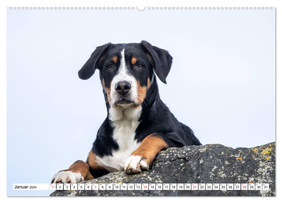 Großer Schweizer Sennenhund (CALVENDO Wandkalender 2024)