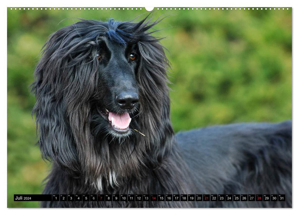 Kinder des Windes - Afghanischer Windhund (CALVENDO Premium Wandkalender 2024)