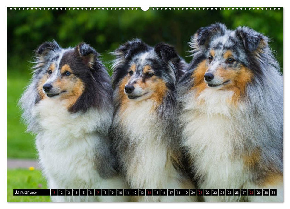 Dream dog Sheltie (CALVENDO Premium Wall Calendar 2024) 