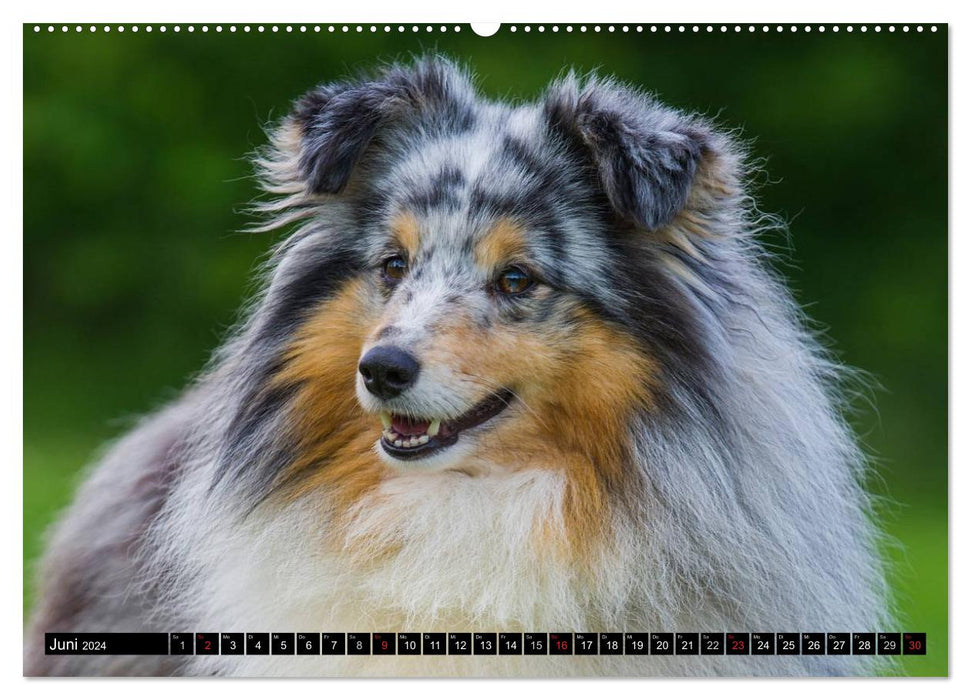 Dream dog Sheltie (CALVENDO Premium Wall Calendar 2024) 