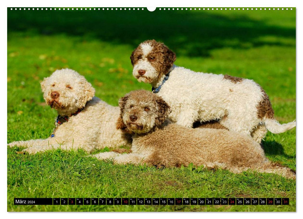 Lagotto Romagnolo - Italienischer Trüffelhund (CALVENDO Wandkalender 2024)
