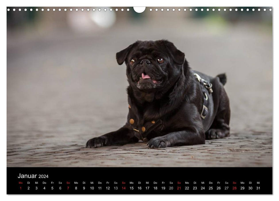 Mucky through the year (CALVENDO wall calendar 2024) 