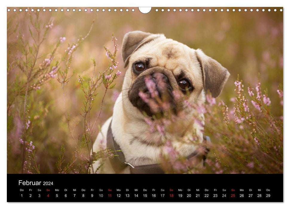 Mucky through the year (CALVENDO wall calendar 2024) 