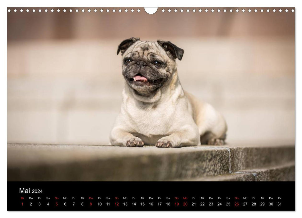 Mucky through the year (CALVENDO wall calendar 2024) 