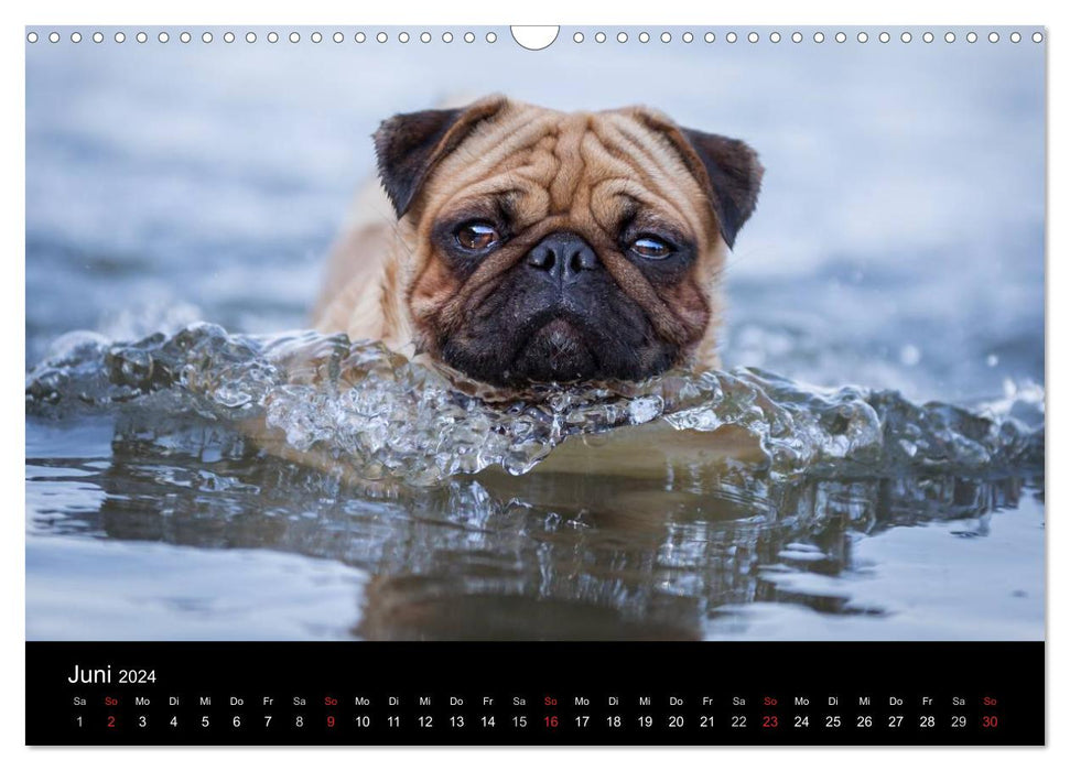 Mucky through the year (CALVENDO wall calendar 2024) 