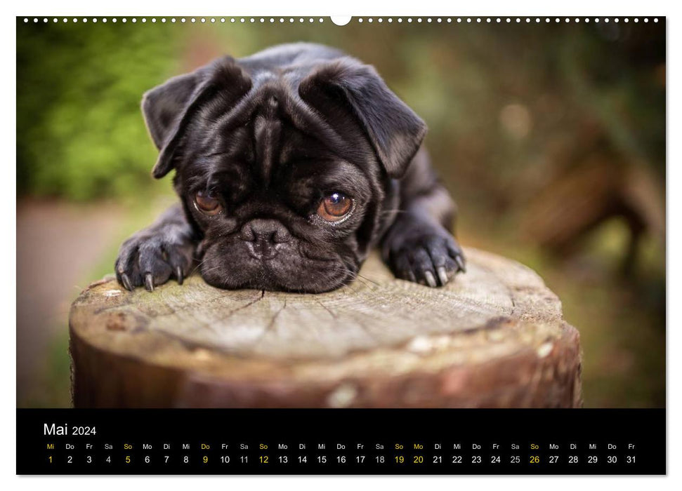 Diesel, the black pug (CALVENDO wall calendar 2024) 
